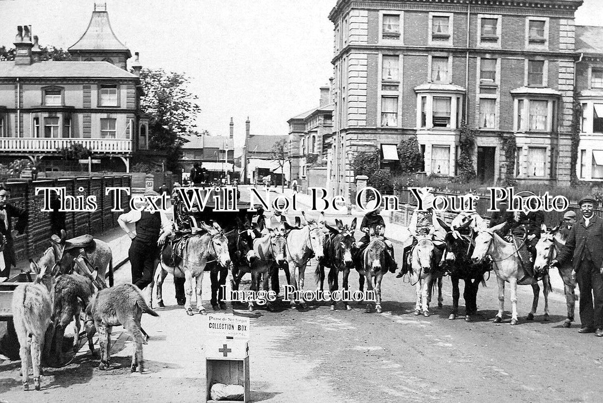 SF 2381 - Delightful Donkeys At Lowestoft, Suffolk