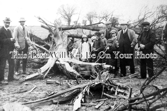 SF 2860 - Tree Struck By lightning, Henstead, Suffolk c1924