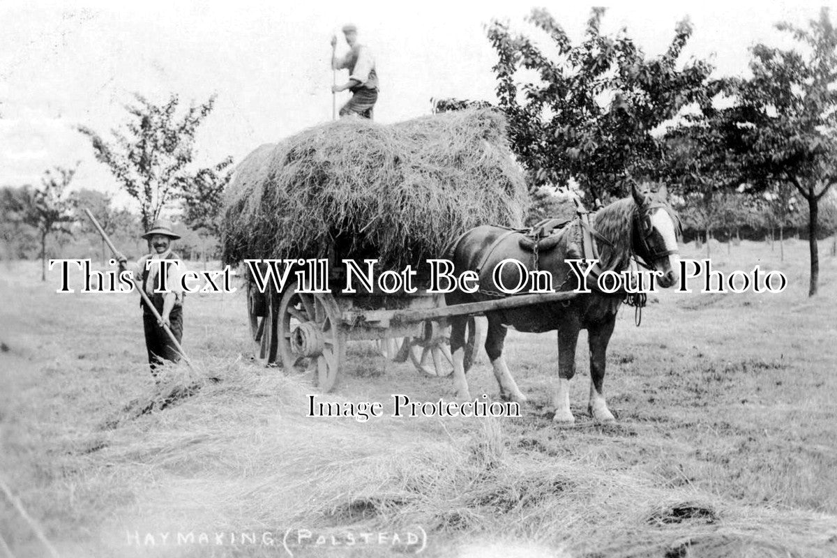 SF 290 - Haymaking In Cherry Orchard, Rockalls, Polstead, Suffolk