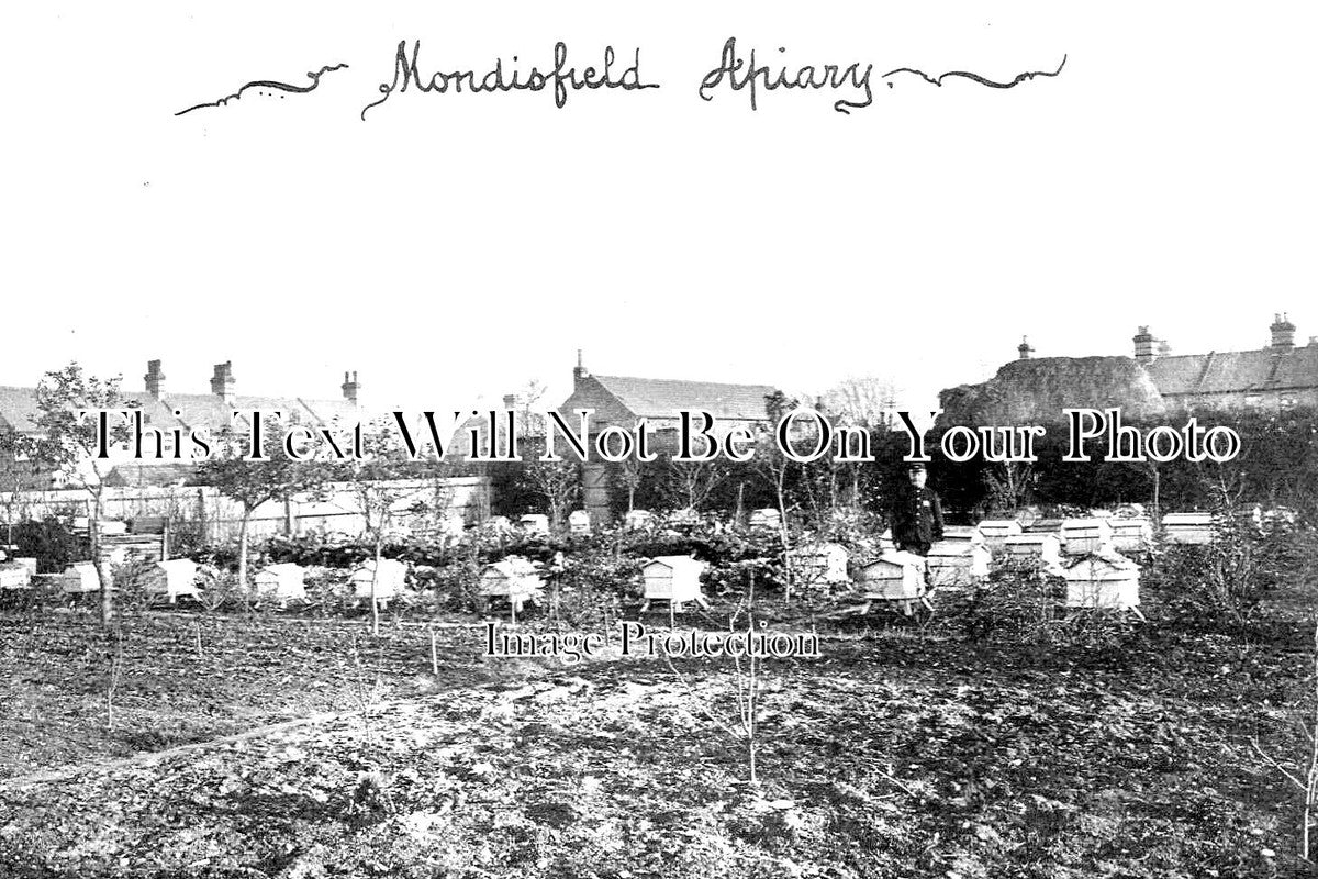 SF 3009 - Mondisfield Apiary, Bee Keeping, Newmarket, Suffolk c1906