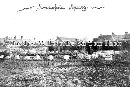 SF 3009 - Mondisfield Apiary, Bee Keeping, Newmarket, Suffolk c1906