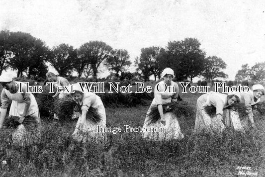 SF 326 - Women Harvesting Flax At Nayland, Suffolk
