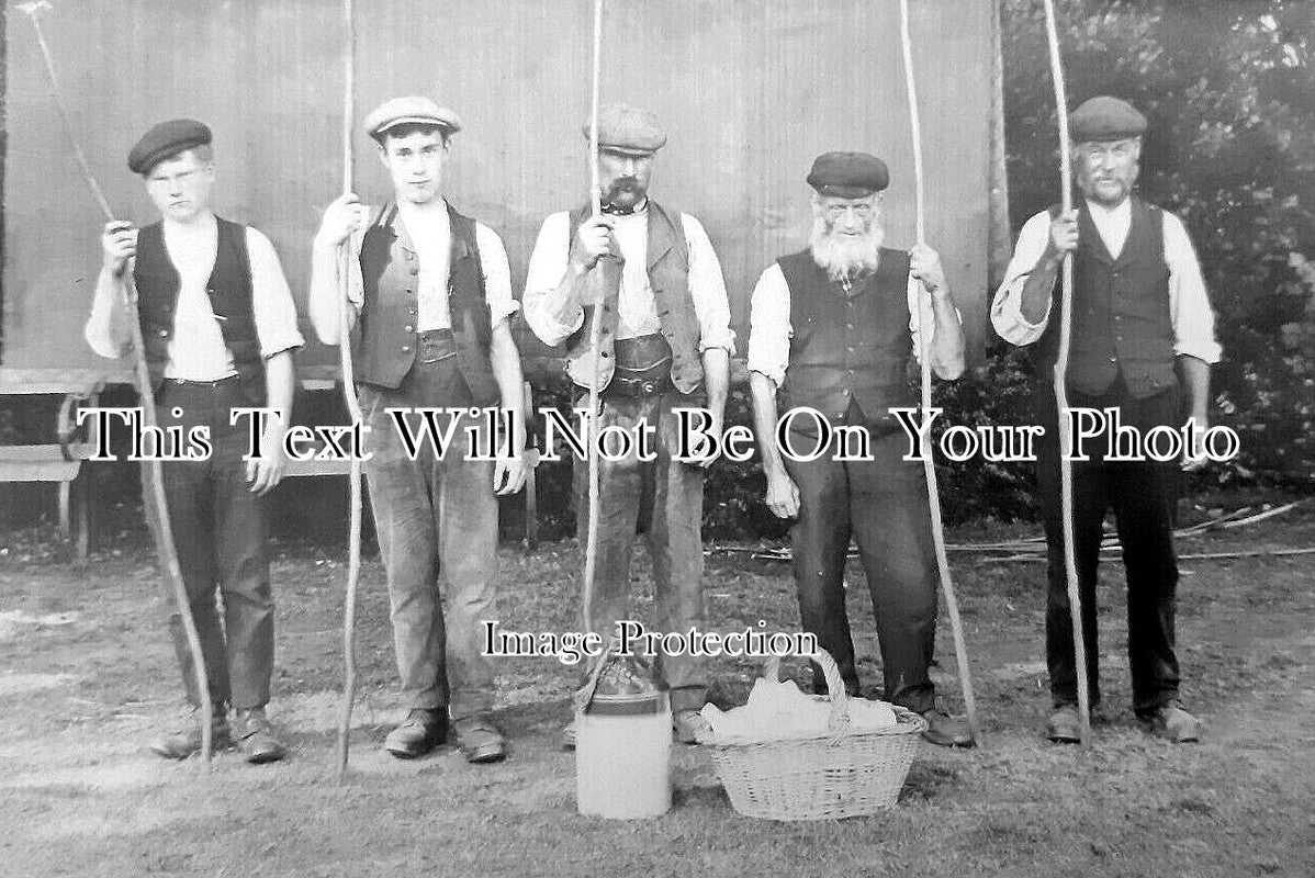 SF 3507 - Walnut Picking At Boxted Hall, Suffolk