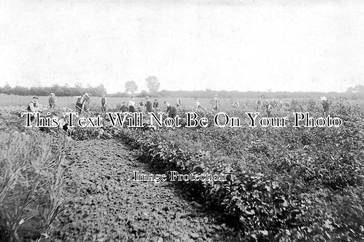 SF 3709 - Farm Workers, Hadleigh, Suffolk