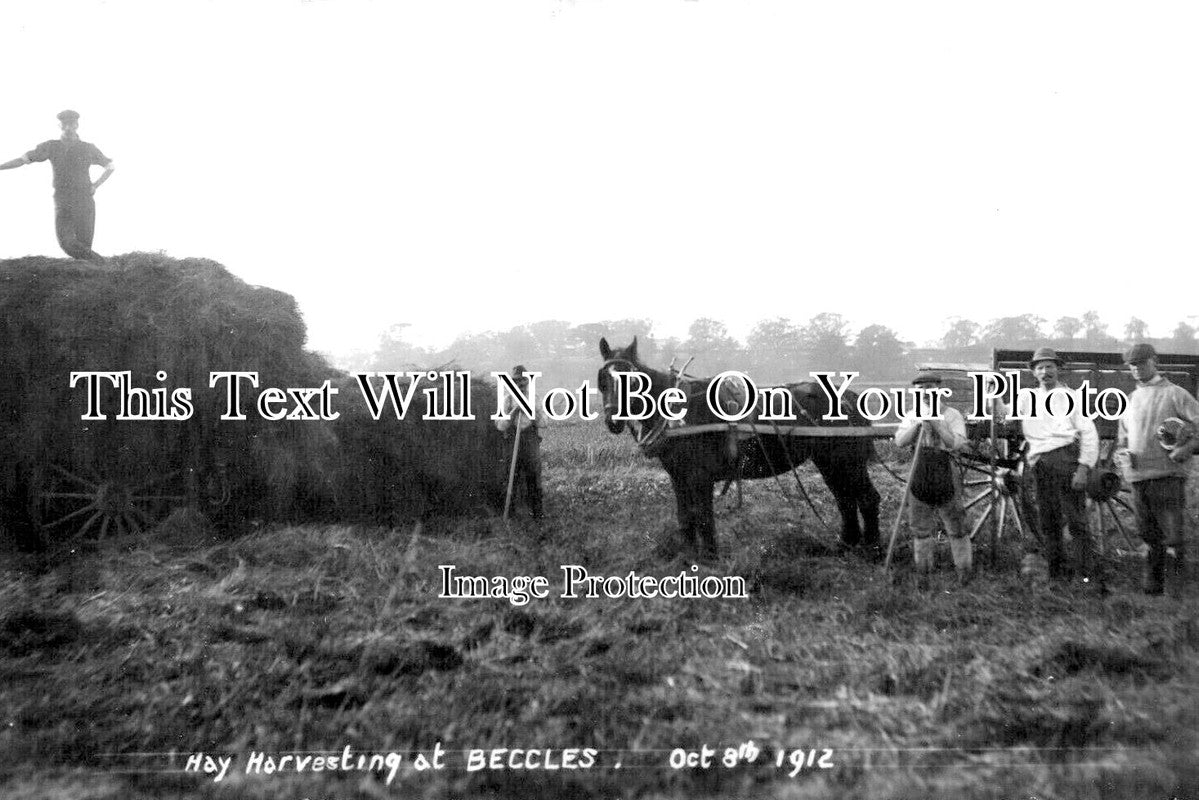 SF 3886 - Hay Harvesting At Beccles, Suffolk c1912