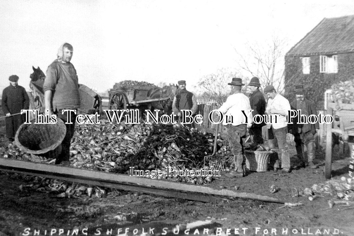 SF 3897 - Shipping Suffolk Sugar Beet For Holland, Snape c1906