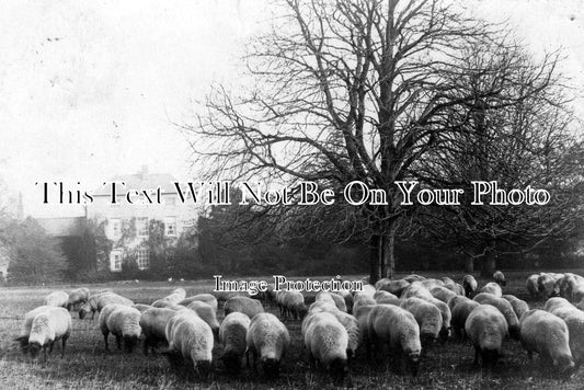 SF 422 - Stowupland Hall, Suffolk c1906