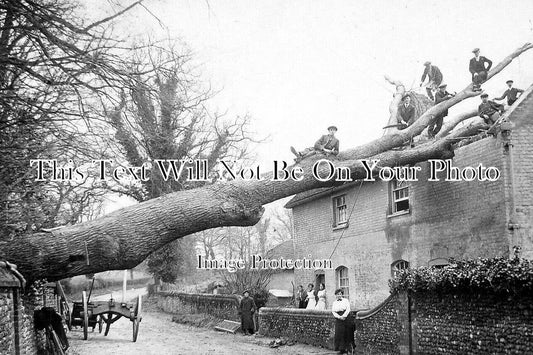 SF 4305 - Fallen Tree, Sproughton, Ipswich, Suffolk