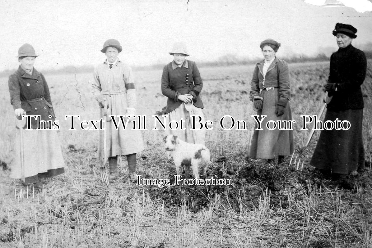 SF 694 - Land Army Girls, Bacton, Suffolk c1915