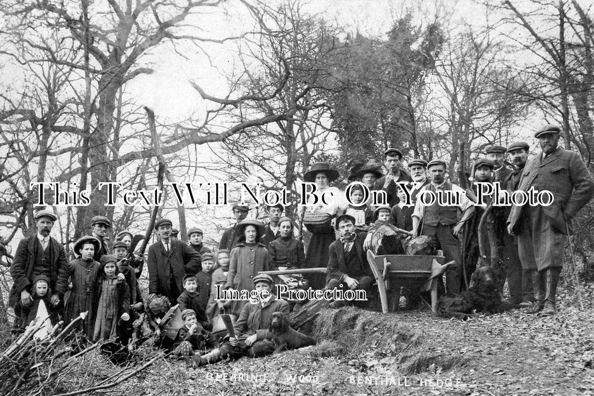 SH 240 - Clearing Wood, Benthall Edge, Shropshire