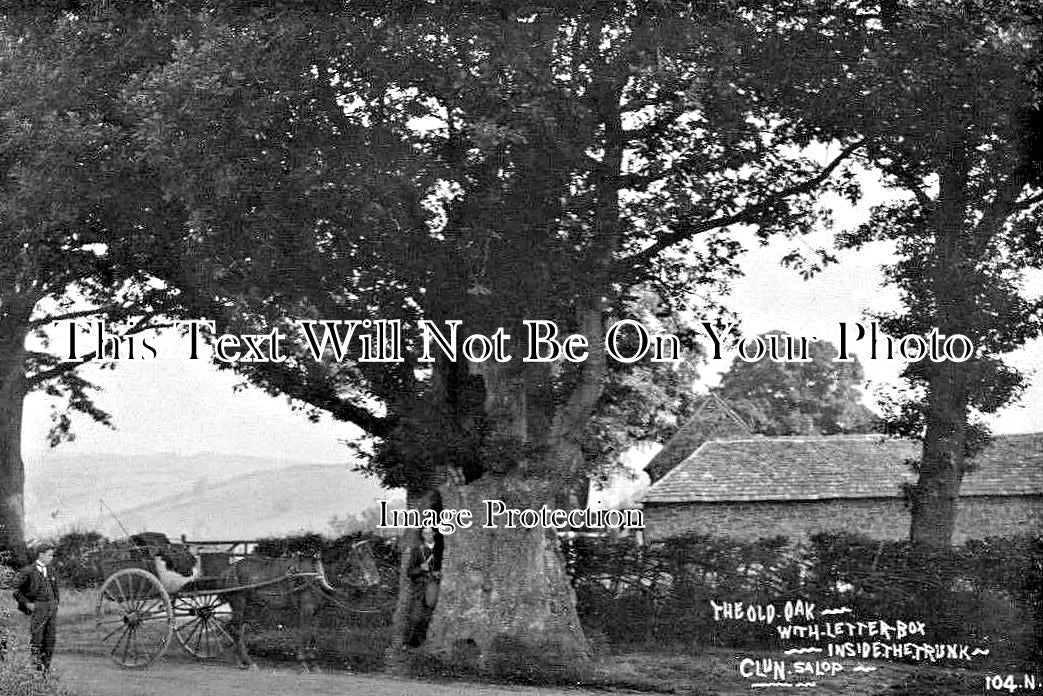 SH 442 - Old Oak Tree, Letter Box Inside The Trunk, Salop, Shropshire