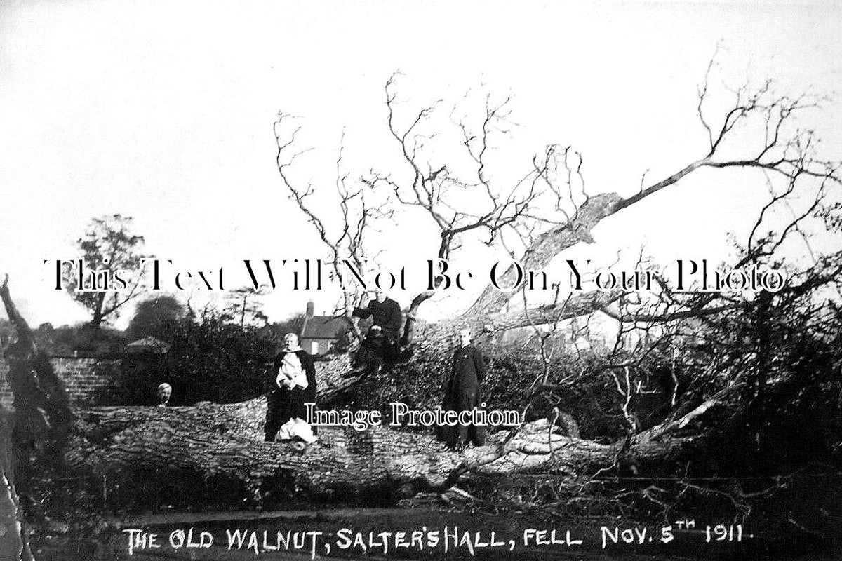 SH 644 - The Old Walnut Tree, Salters Hall, Newport Salop, Shropshire 1911