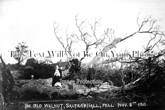 SH 644 - The Old Walnut Tree, Salters Hall, Newport Salop, Shropshire 1911