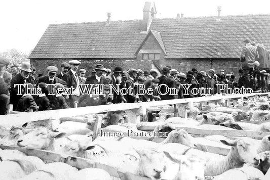 SO 1069 - Williton Sheep Auction, Somerset c1910