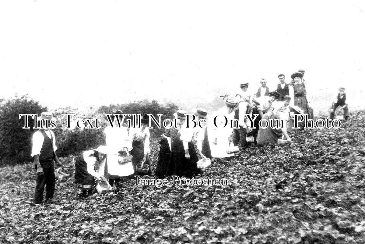 SO 1086 - Cheddar Fruit Farm, Somerset