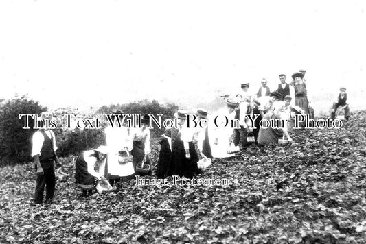 SO 1086 - Cheddar Fruit Farm, Somerset