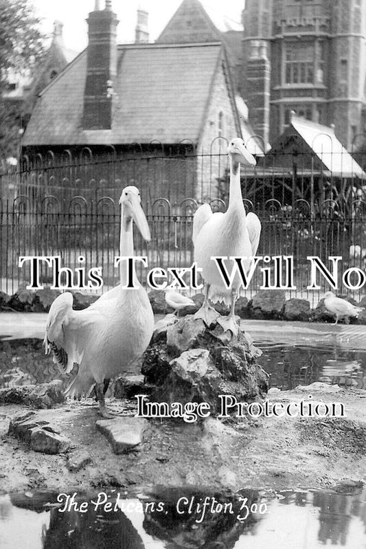 SO 2296 - The Pelicans, Clifton Zoo, Bristol, Avon, Somerset