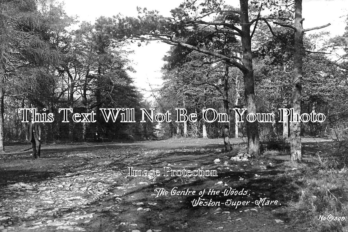 SO 2383 - The Centre Of The Woods, Weston Super Mare, Somerset