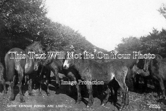 SO 271 - What Exmoor Ponies Are Like, Somerset