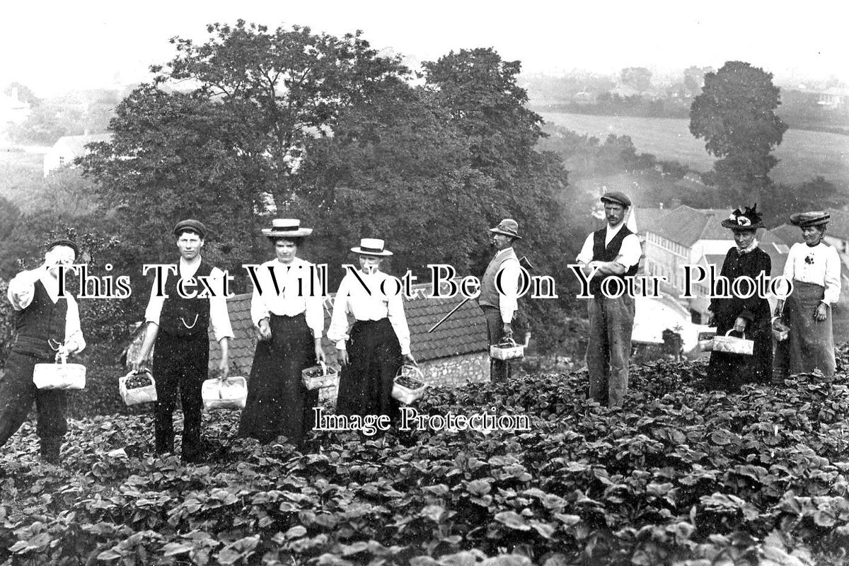 SO 635 - Strawberry Pickers, Wookey Hole, Somerset c1905