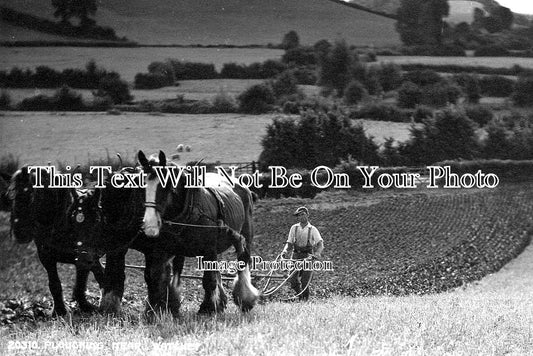 SO 85 - Ploughing Heavy Horses Near Watchet, Somerset