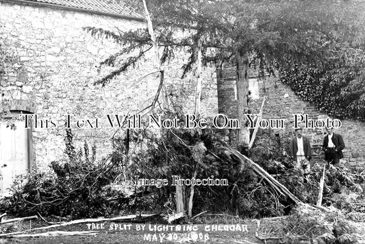 SO 850 - Tree Split By Lightning, Cheddar, Somerset 1908