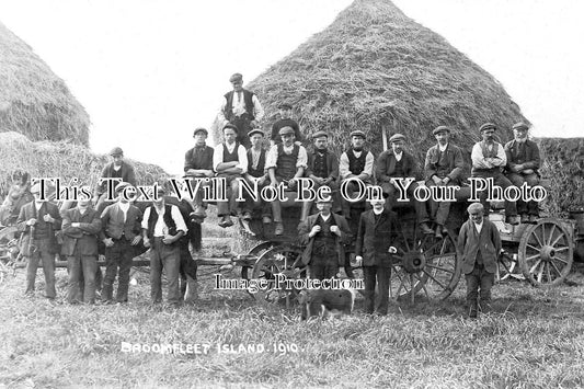 SP 499 - Harvest At Broomfleet Island, Yorkshire 1910