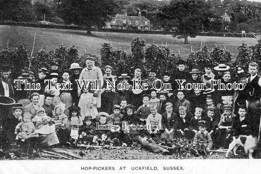 SP 76 - Hop Pickers At Uckfield, Sussex