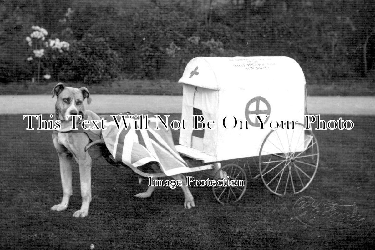 ST 606 - WW1 Red Cross Collecting Dog, Stafford, Staffordshire