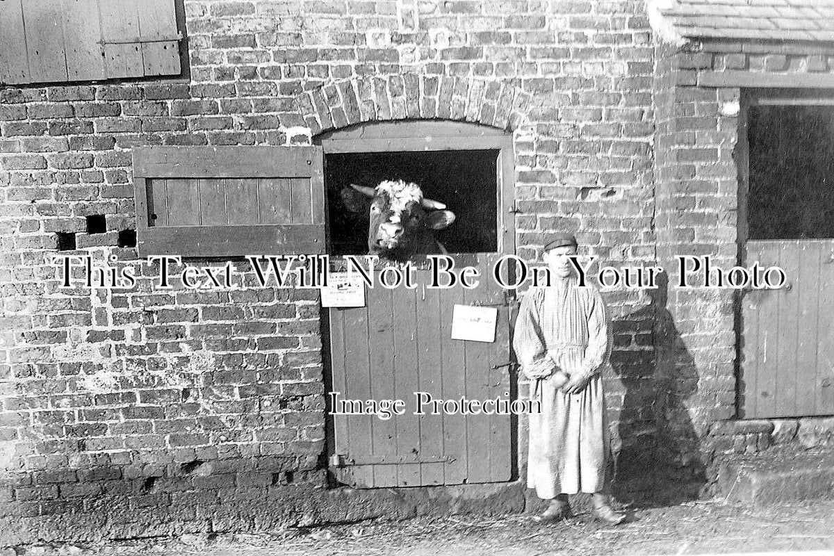 ST 704 - Cowman & His Prize Animal, Pendeford, Staffordshire 1909