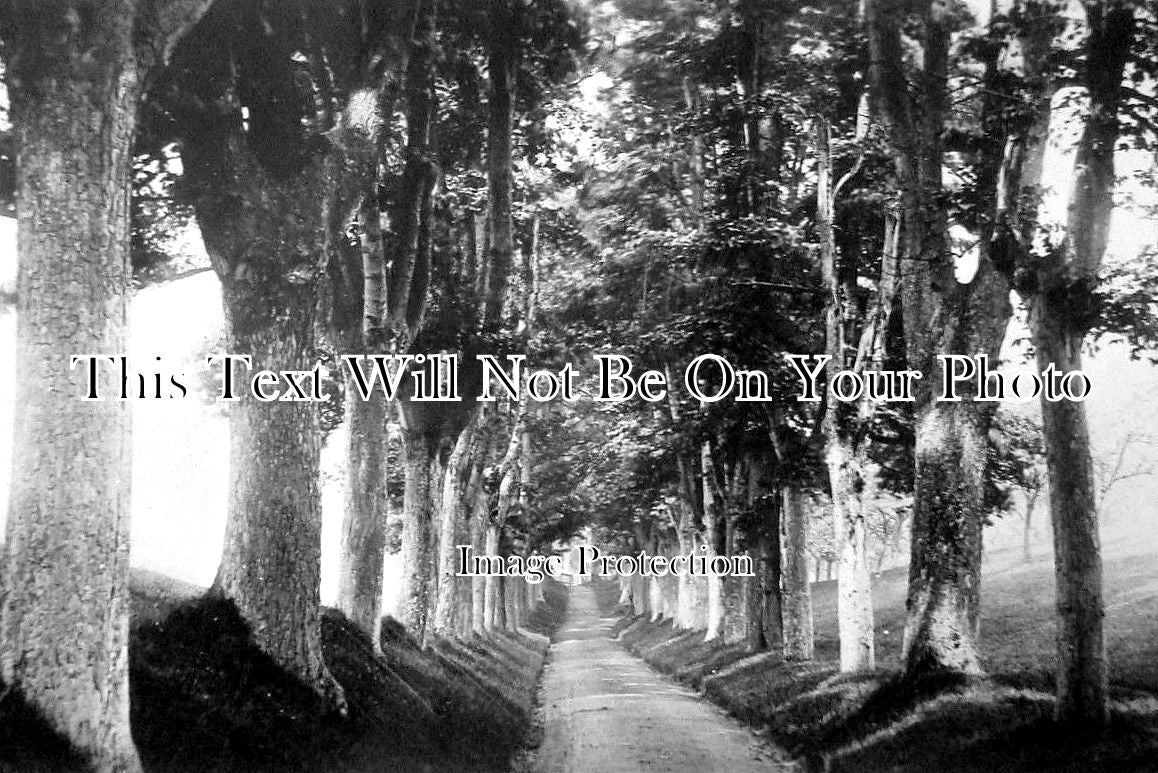 ST 901 - Ribbesford Avenue, Staffordshire c1911