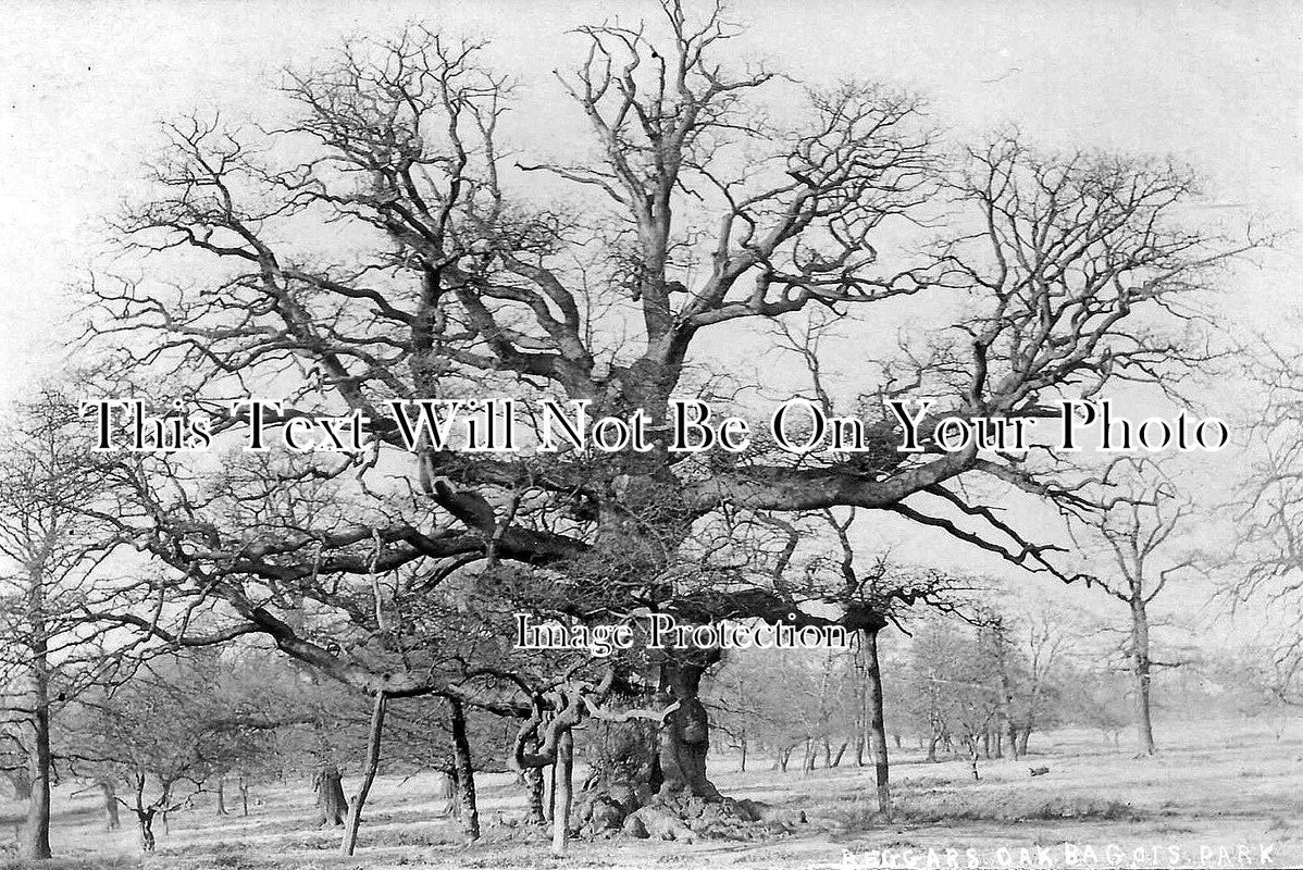 ST 98 - Beggars Oak, Bagots Park, Staffordshire c1911