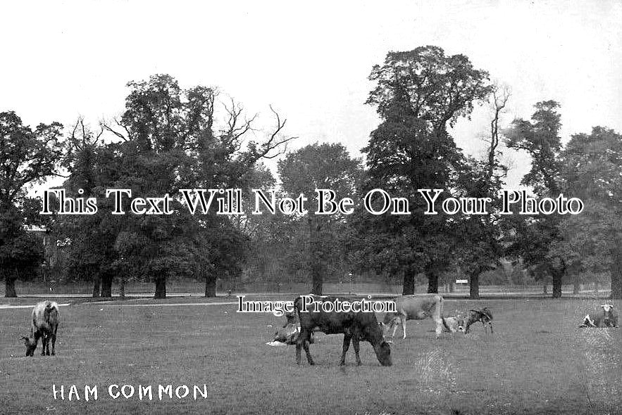 SU 1747 - Ham Common, Surrey c1905