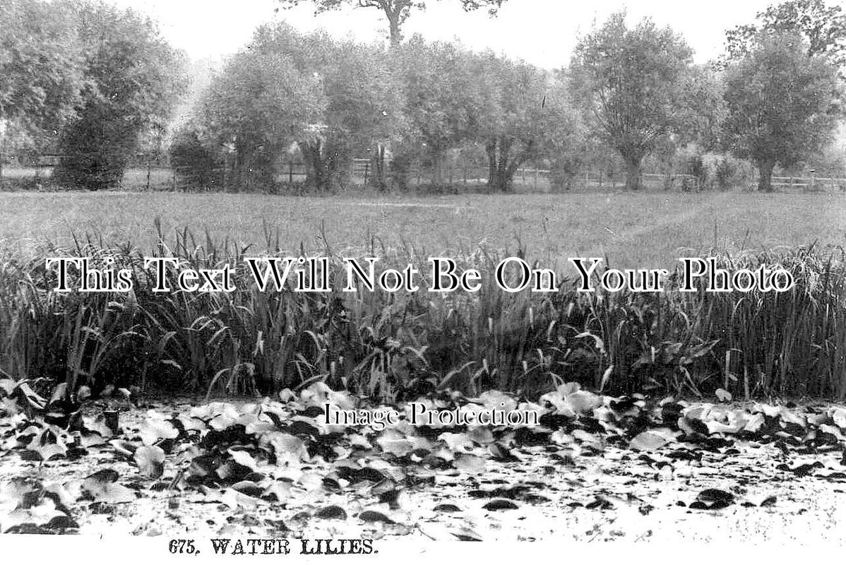 SU 2731 - Water Lillies, Henley On Thames, Surrey