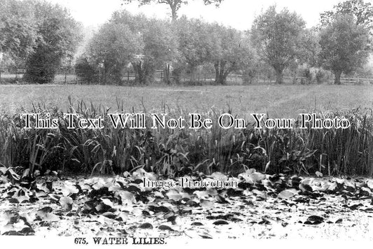 SU 2731 - Water Lillies, Henley On Thames, Surrey