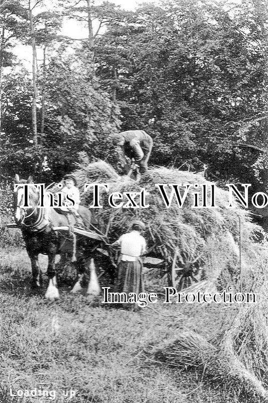 SU 3132 - Loading Hay Cart, Pyrford, Woking Surrey c1912