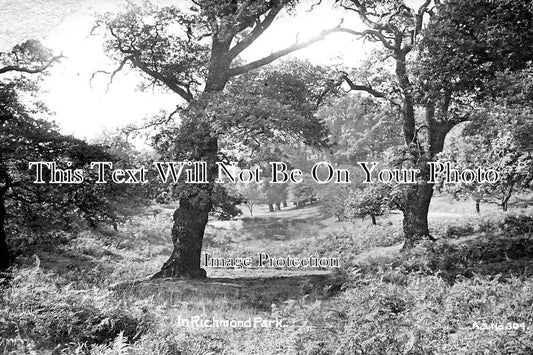 SU 3449 - Oak Trees In Richmond Park, London