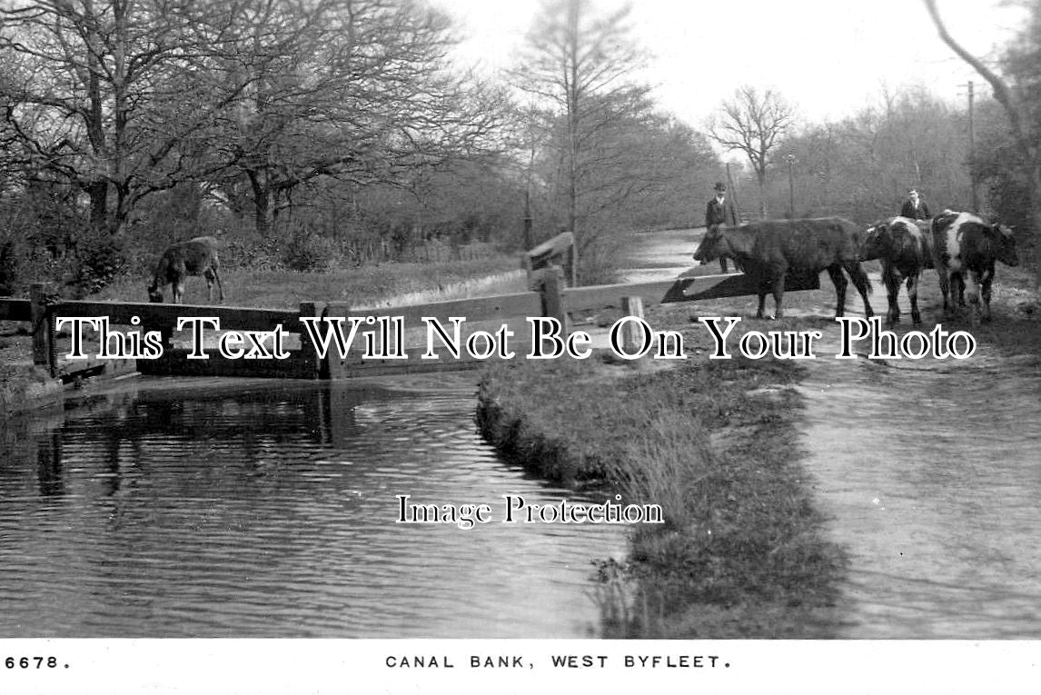 SU 3579 - Canal Bank, West Byfleet, Surrey c1916