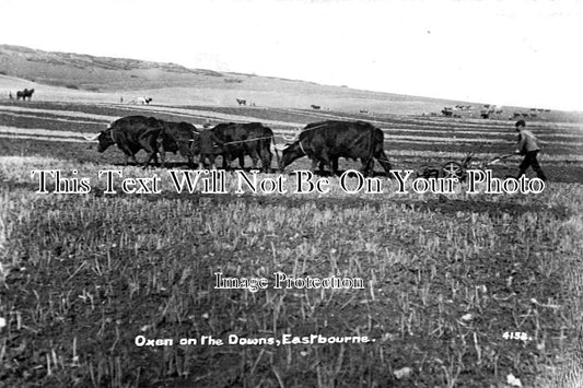 SX 1331 - Oxen On The Downs, Eastbourne, Sussex