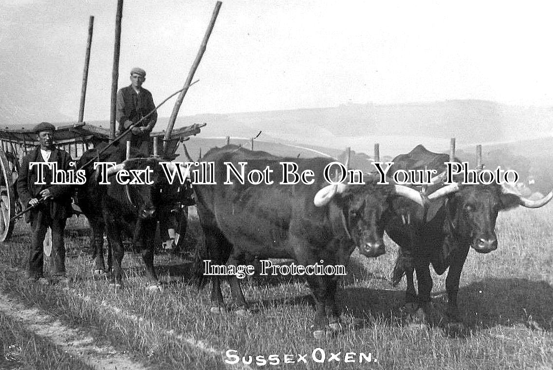 SX 1682 - Sussex Oxen