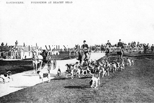 SX 1830 - Foxhounds At Beachy Head, Eastbourne, Sussex c1910