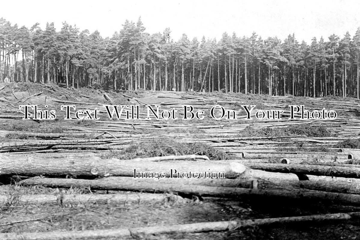 SX 1960 - Colfes School, Lewisham, Tree Cutting For WW1 1916 Scotland