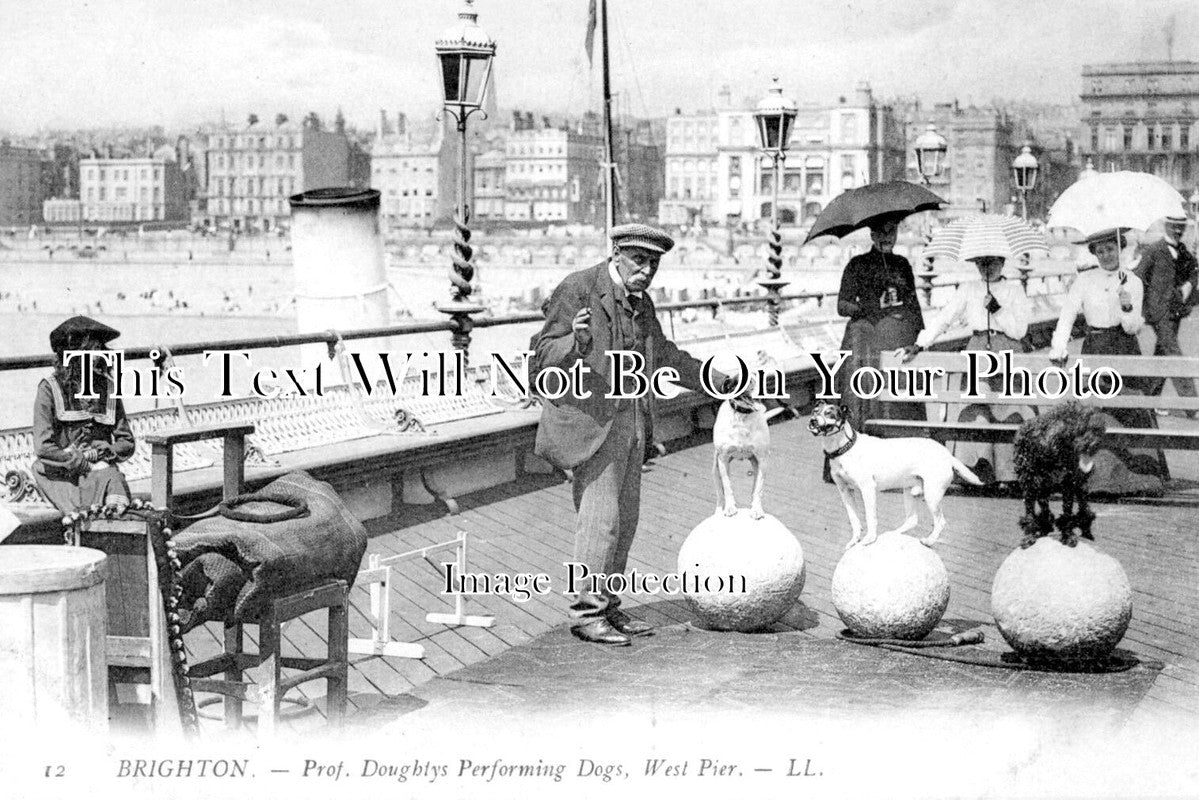 SX 2629 - Prof Doughtys Performing Dogs, Brighton West Pier, Sussex