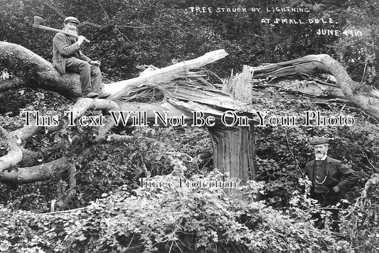 SX 3285 - Tree Struck By Lightning, Small Dole, Shoreham, Sussex 1910