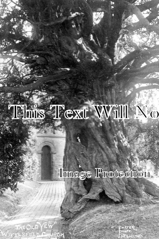 SX 3607 - The Old Yew Tree, Wivelsfield Church, Sussex