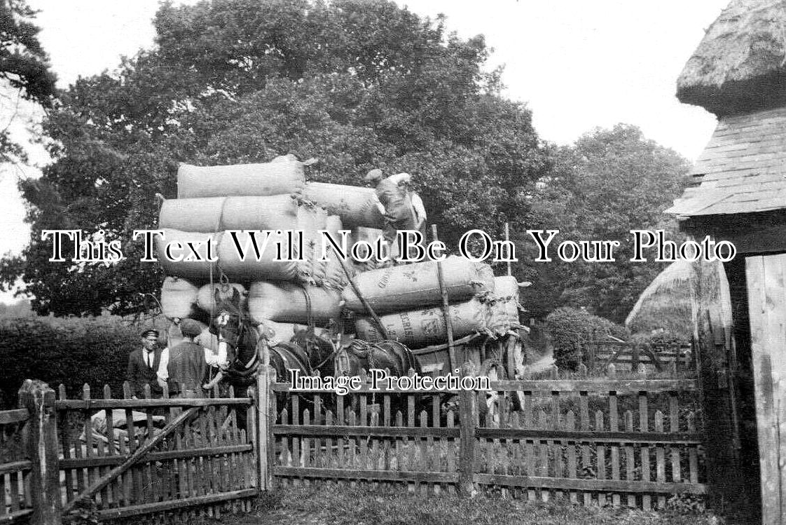 SX 3659 - Hop Picking At Crissford, Northiam, Sussex c1922