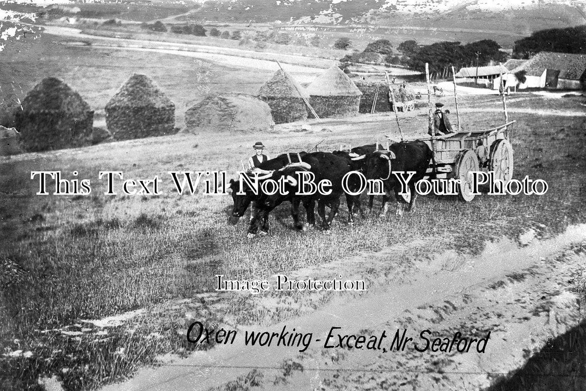 SX 367 - Oxen Working, Exceat, East Sussex c1922
