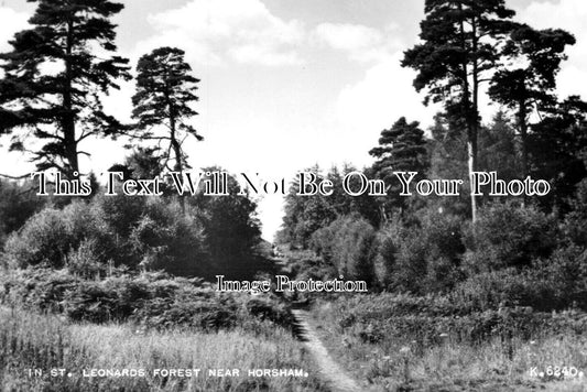 SX 4645 - St Leonards Forest Near Horsham, Sussex c1953