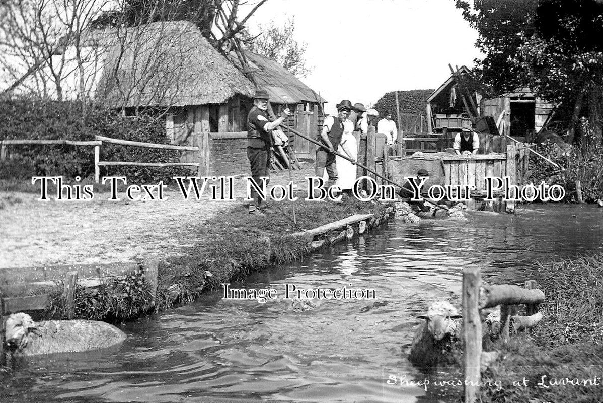 SX 4700 - Sheep Washing At Lavant, Sussex