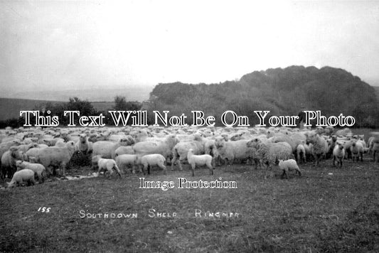 SX 5211 - Southdown Sheep, Ringmer, Lewes, Sussex c1910